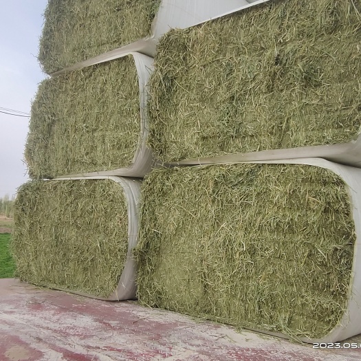 玉门市紫花苜蓿草种植基地甘肃玉门花海胜陇源草业苜蓿草水分干蛋白高