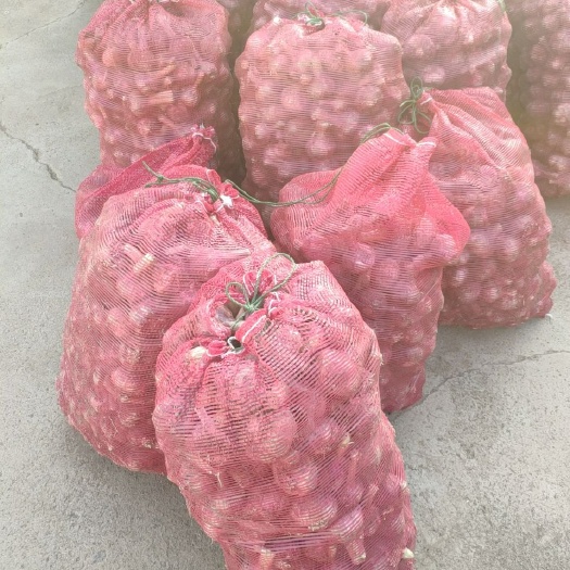 睢宁县大蒜头