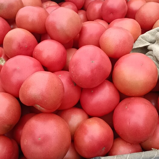 滑县硬粉西红柿