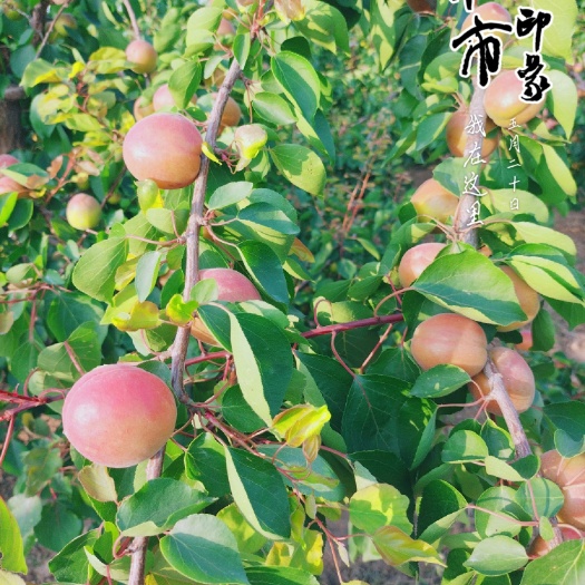 合阳县丰园红杏