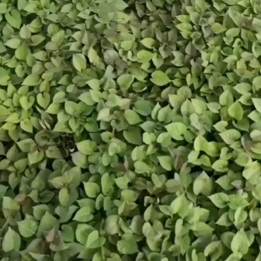 海城市辽宁鞍山红薯苗基地直销烟薯哈密西瓜红等