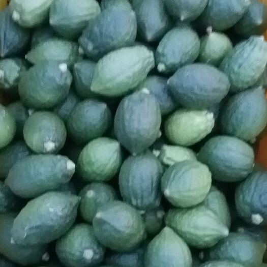 开平市广东香水柠檬，一级7元，二级5