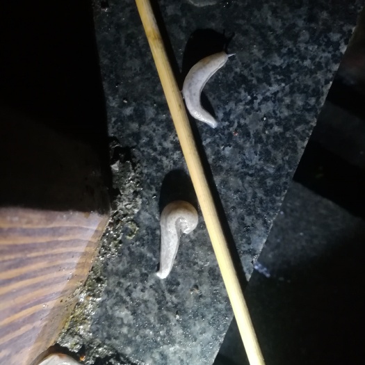 鼻涕虫，