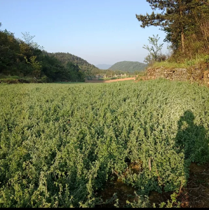 農(nóng)村高山長條干濕黨參