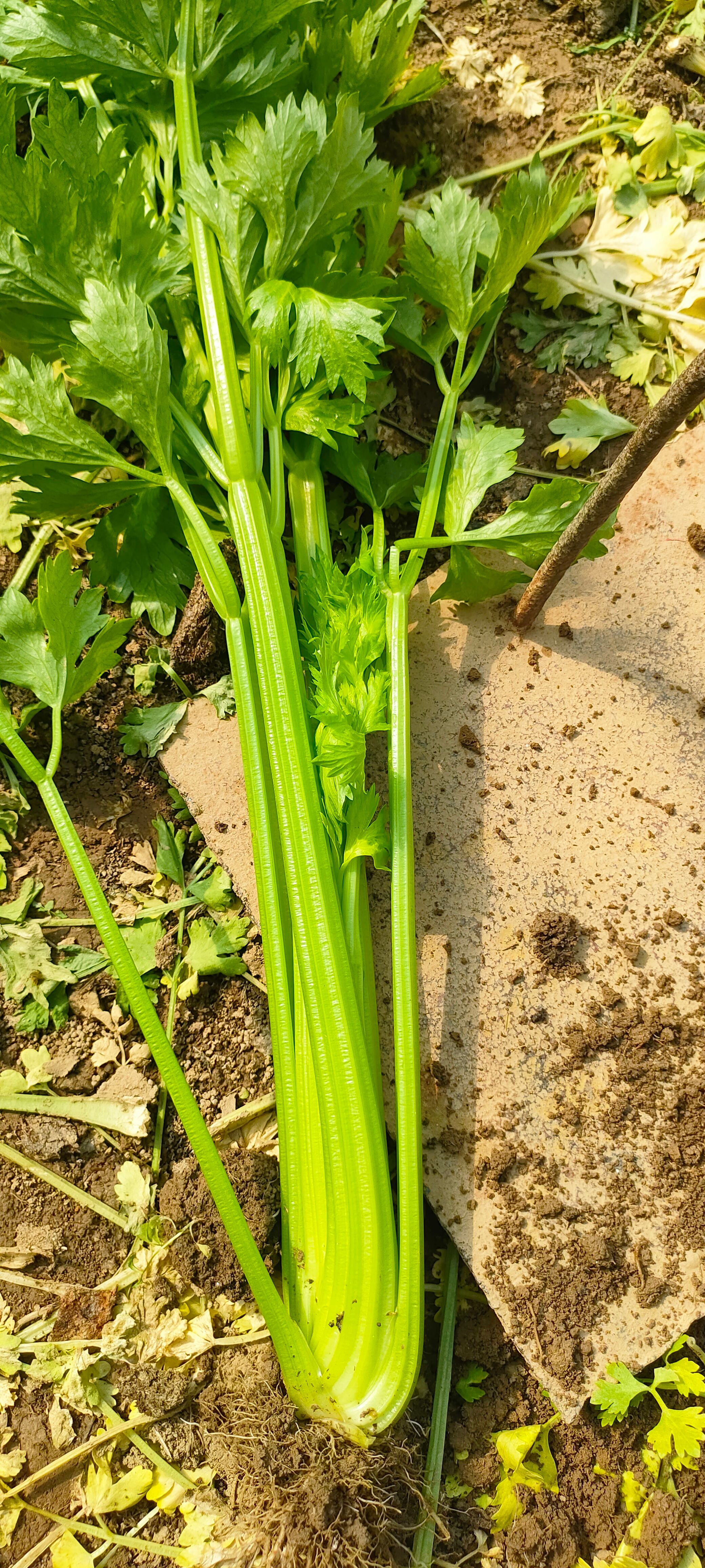 芹菜种子西芹种子 颜色亮耐抽薹四季可播种