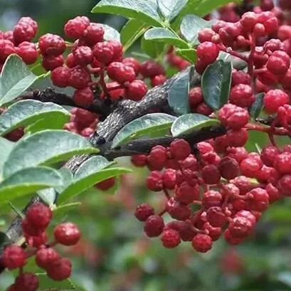 宁陵县花椒树苗当年挂果