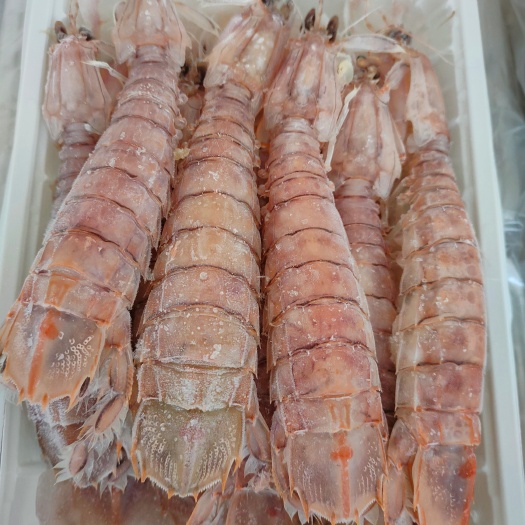北海本港活煮皮皮虾熟冻濑尿虾常年供应