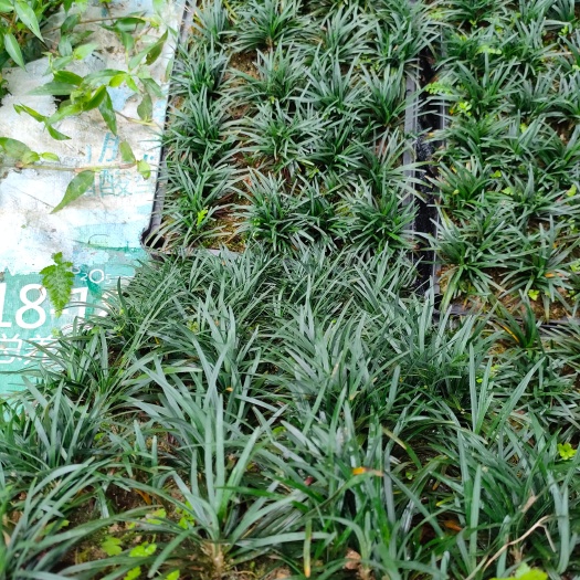 漳州玉龙草盘装