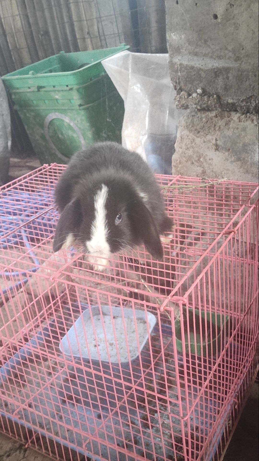 宠物兔子侏儒，道奇，垂耳，熊猫凤眼，长不大