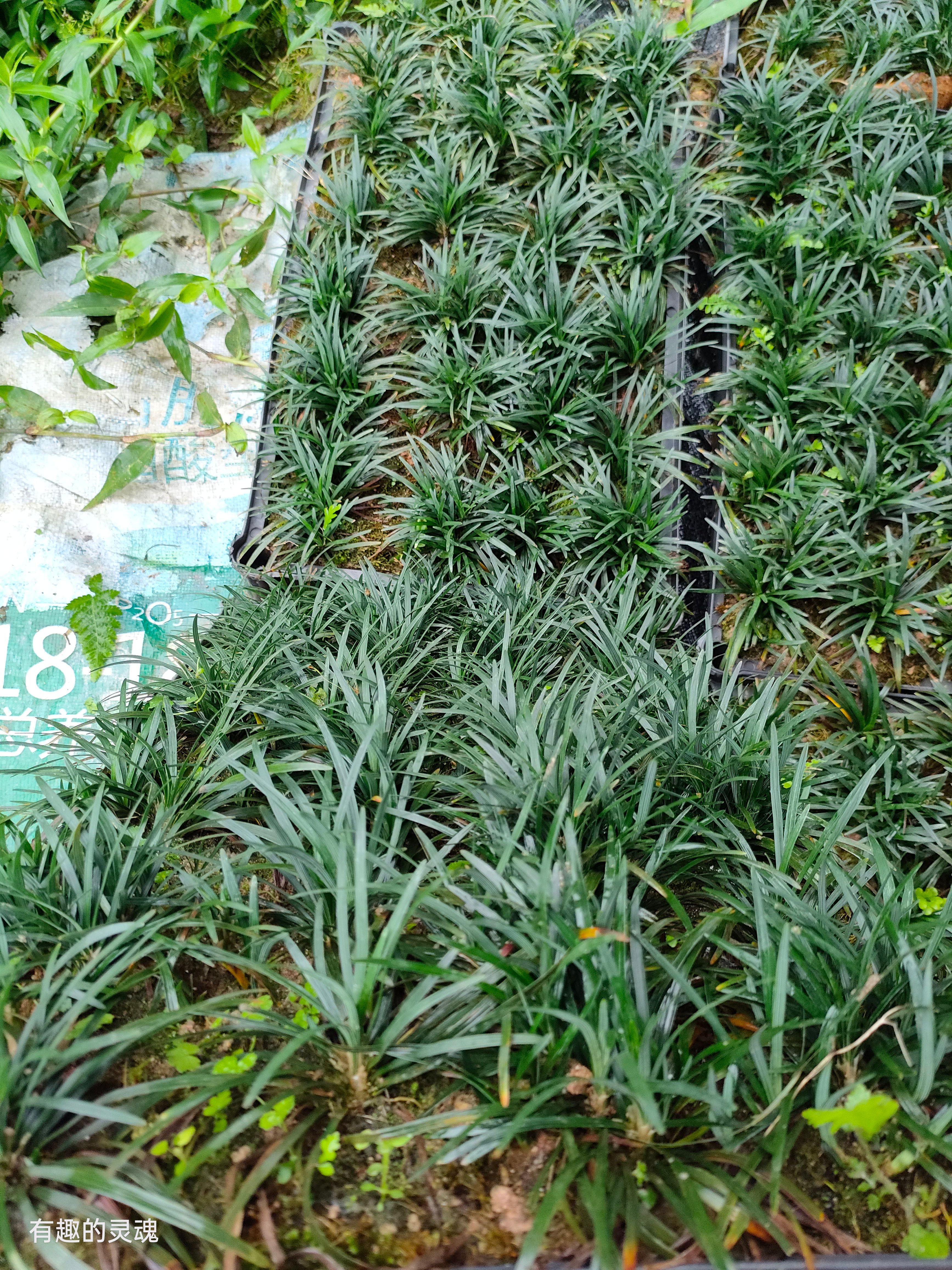 玉龙草盘装