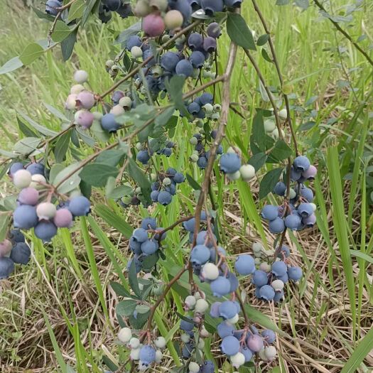 平塘县优质天然农家蓝莓