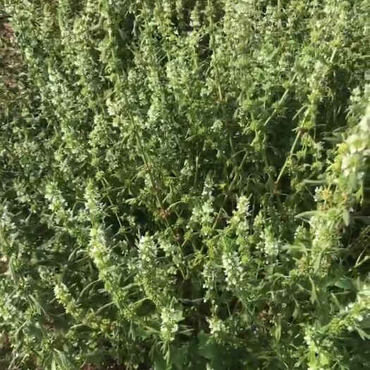安新县益母草