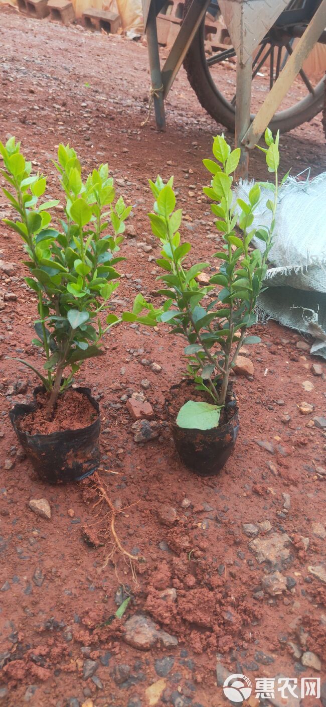 金叶女贞  金叶女贞一手货源  金叶女贞种植销售