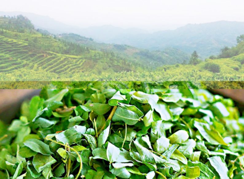绿色相思叶产地直发鸡骨草炒制相思茶散装批发地摊货源花草茶凉茶