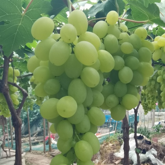 玉环市维多利亚青提