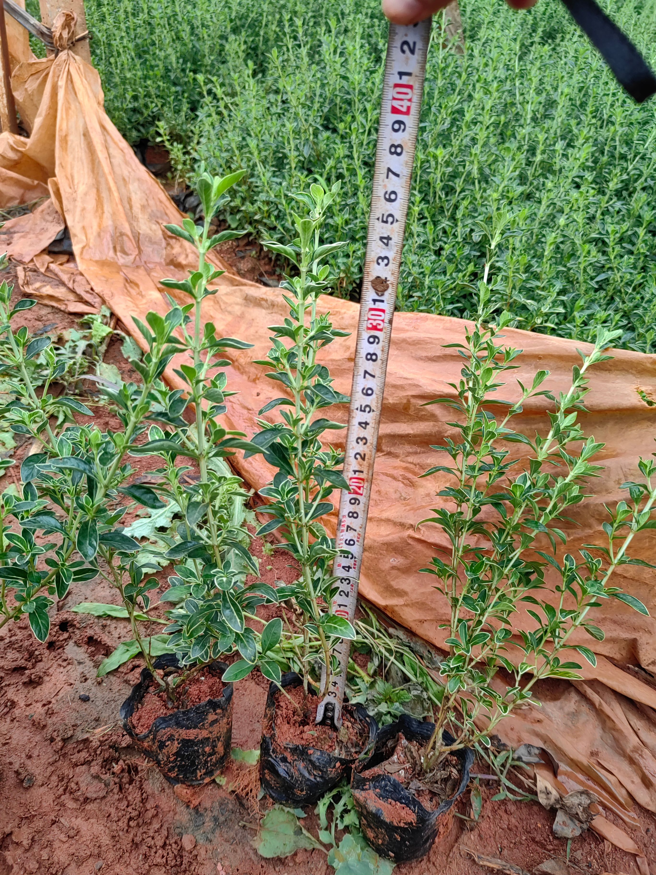 六月雪，金边六月雪，云南昆明六月雪种植园一手货源