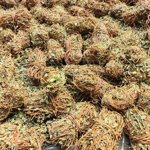 梧州鸡骨草 扎草