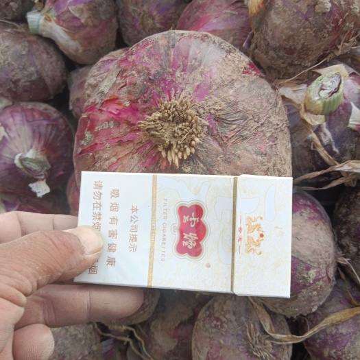 商丘商丘睢阳区大红洋葱大量上市中，基地直供，质优价廉，一手货源…