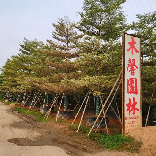 锦叶榄仁，基地直销8-9-10分精品锦叶榄仁，大量现产供应！