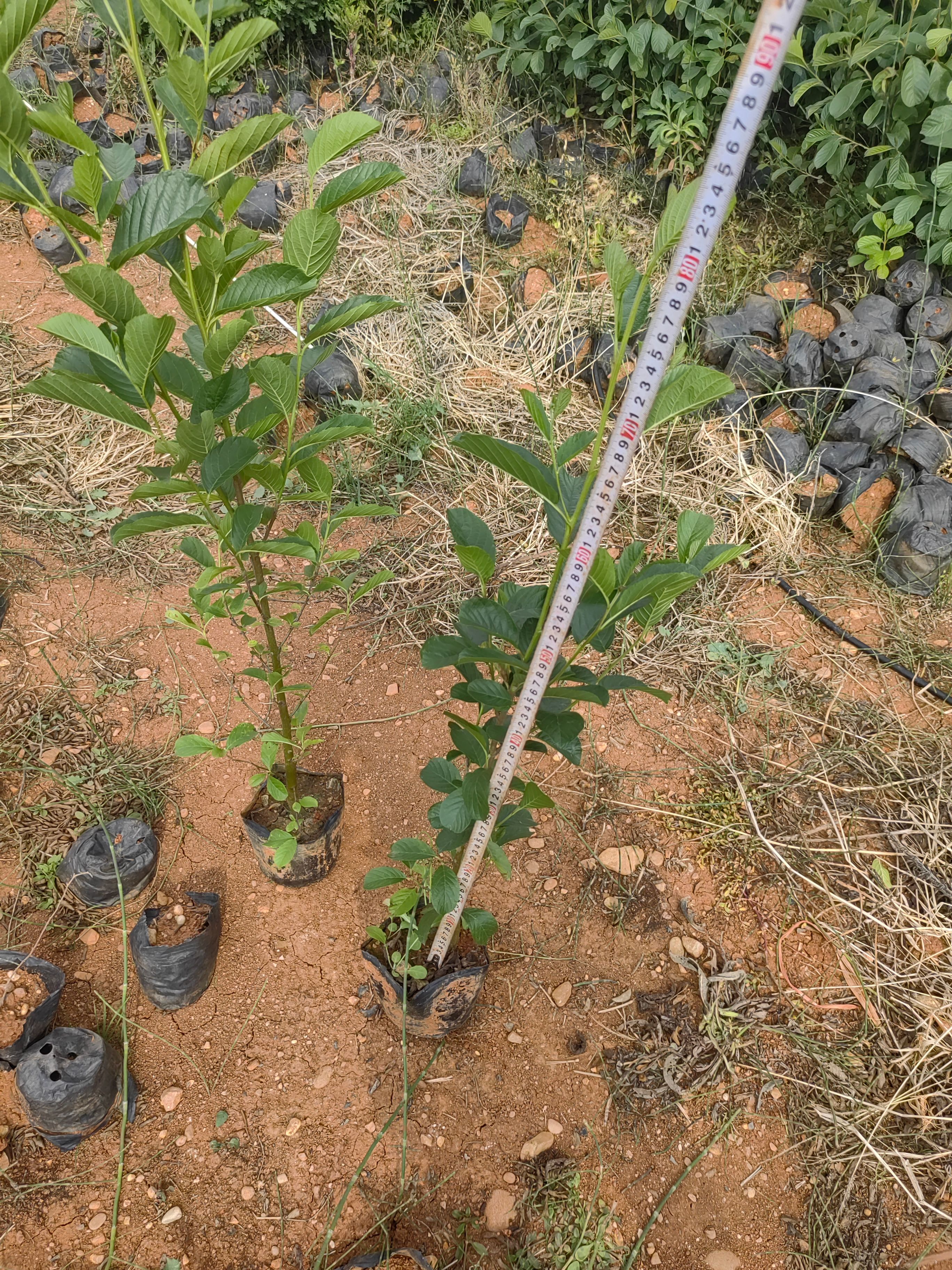 川滇榿木，旱冬瓜，荒山綠化云南昆明種植園一手貨源