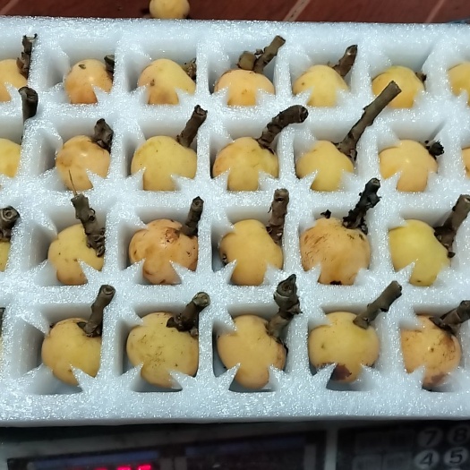 苏州东山白玉枇杷