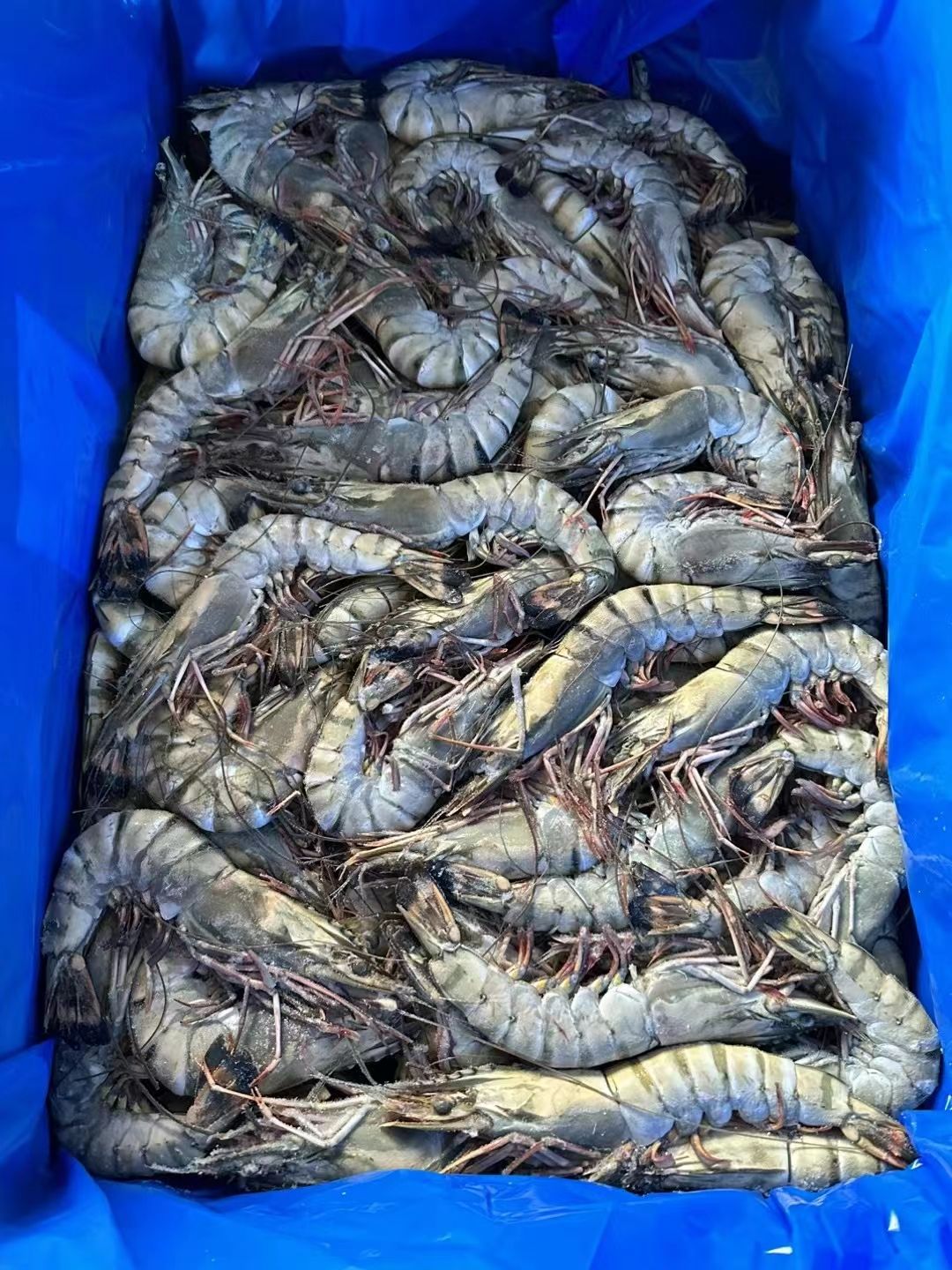 性价比草虾黑虎虾价格实惠自助餐 电商合适