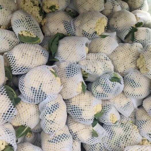 乐亭县菜花