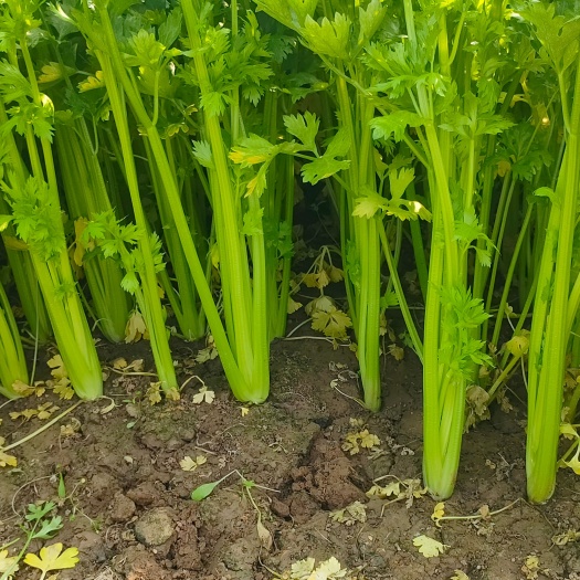 芹菜种子西芹种子 颜色亮耐抽薹四季可播种