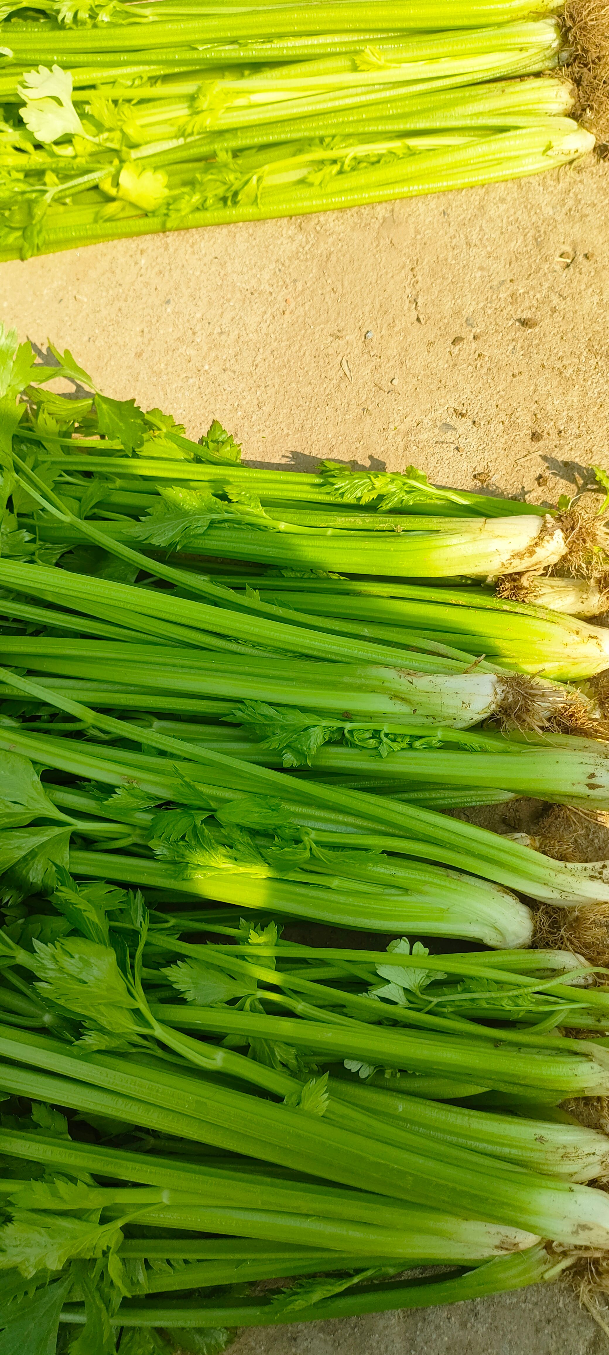 芹菜种子西芹种子 颜色亮耐抽薹四季可播种