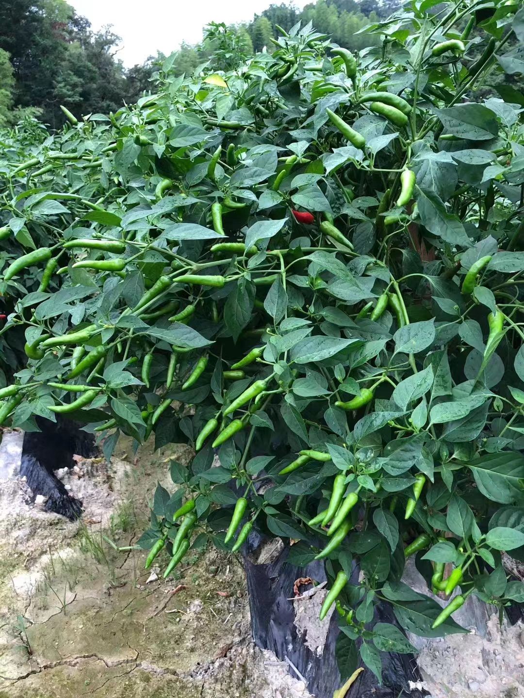 朝天椒苗
