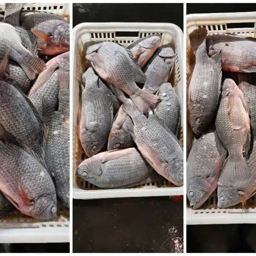 湛江开背罗非鱼活鱼 加工 去鳞去腮 工厂直销 可供烤鱼店 学校等