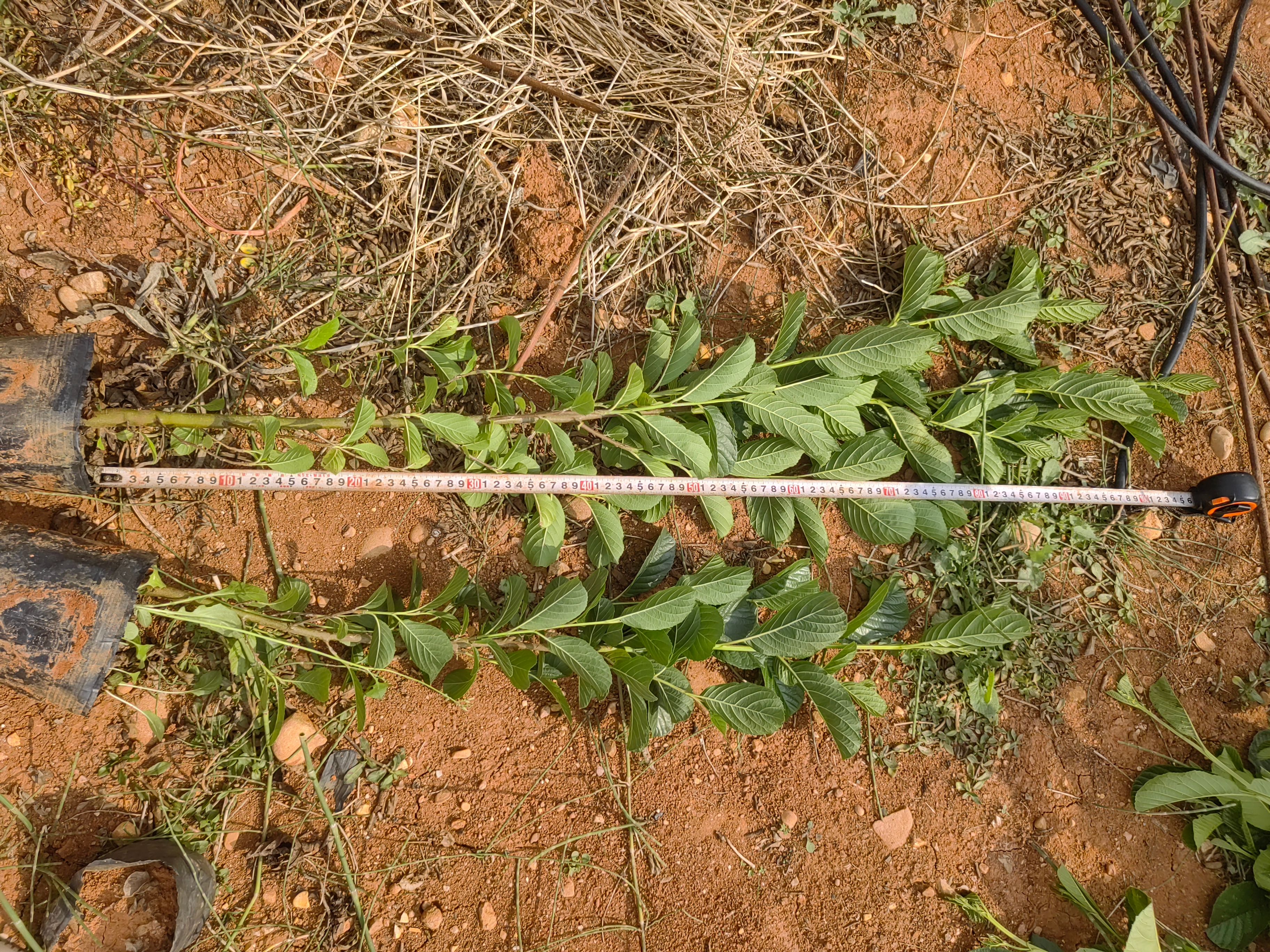 川滇榿木，旱冬瓜，荒山綠化云南昆明種植園一手貨源