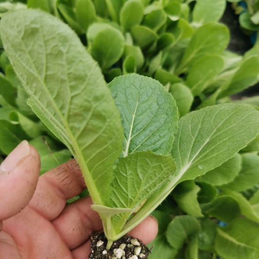 莱西市夏季白菜苗