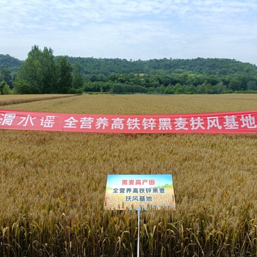 扶风县西北农大获奖功能性黑小麦原粮