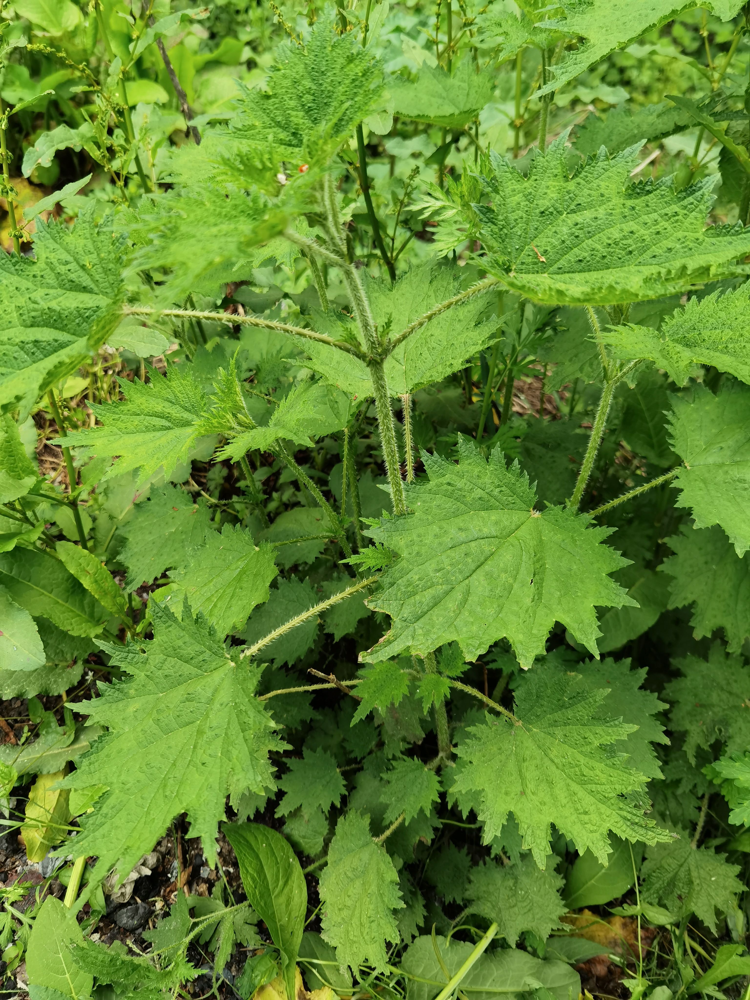 荨麻草干货。