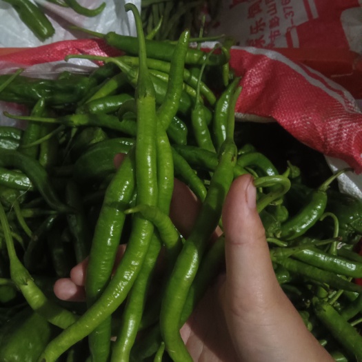露天辣椒，无农残