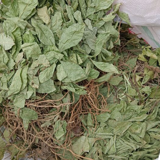 全州县矮地茶