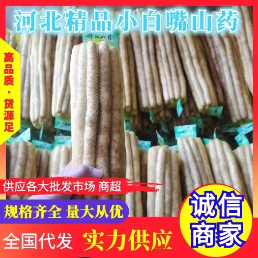 安平县小白嘴山药，铁棍山药，产地直供，对接全国批发市场商超和团购。