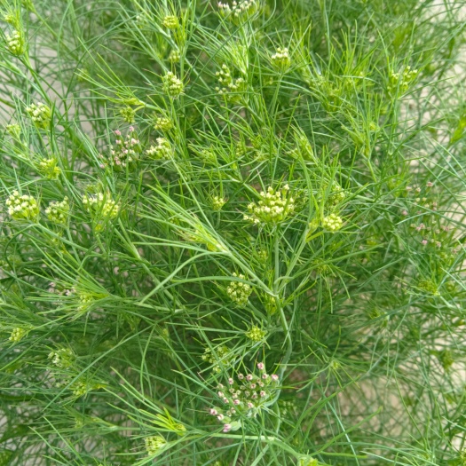 伽师县新疆孜然