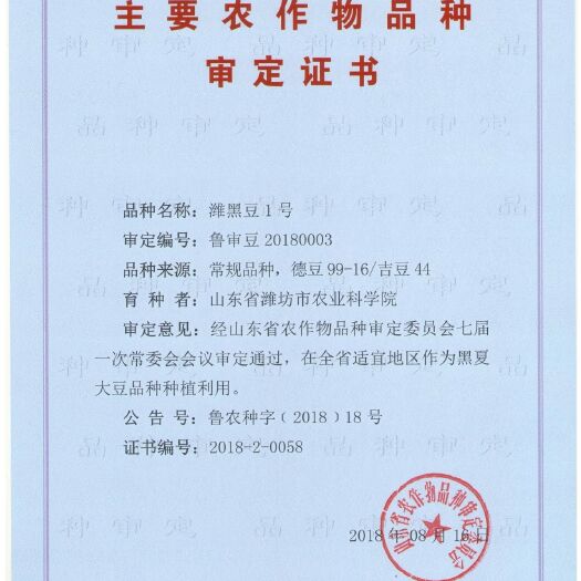 原种 潍黑豆1号 黑豆种子 潍坊市农业科学院黑豆新品种