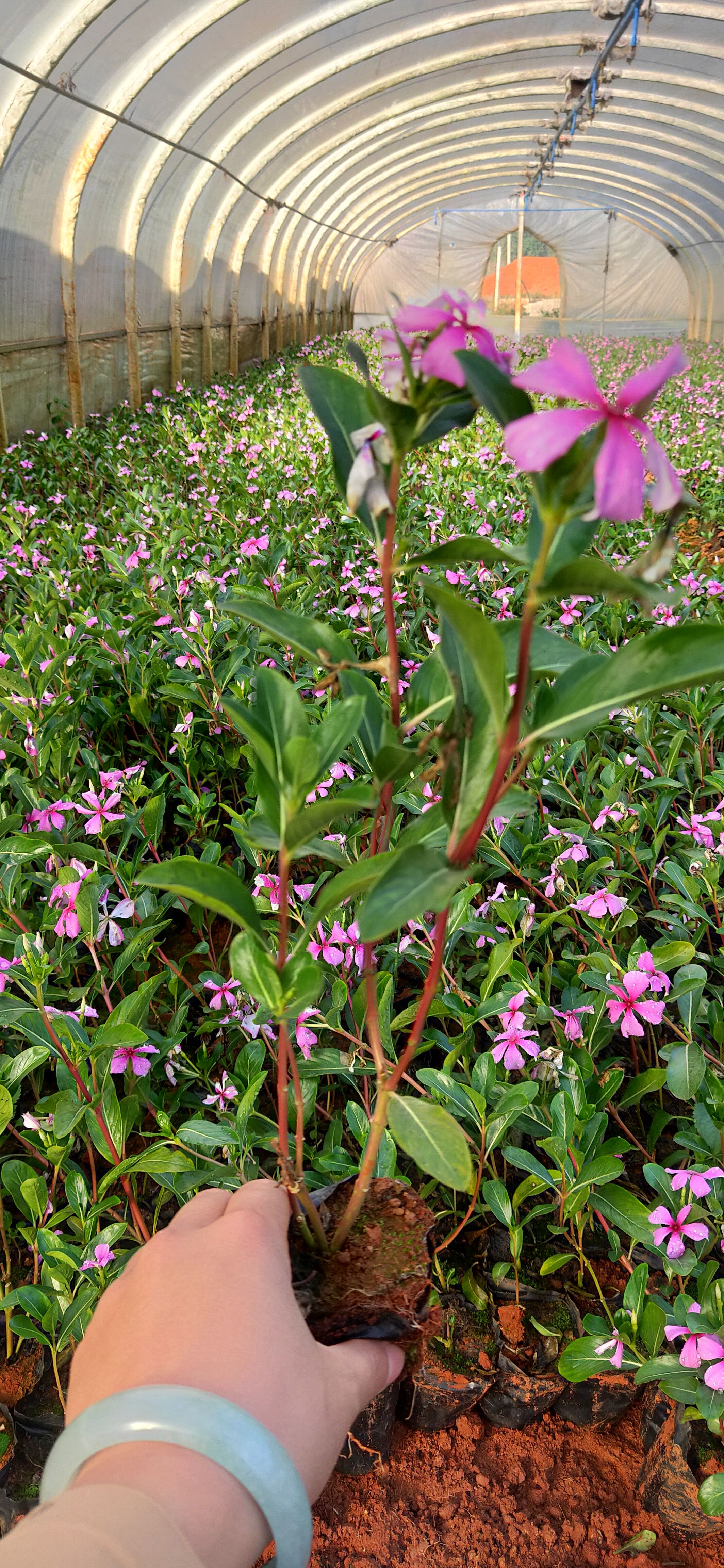 长春花   长春花种植销售