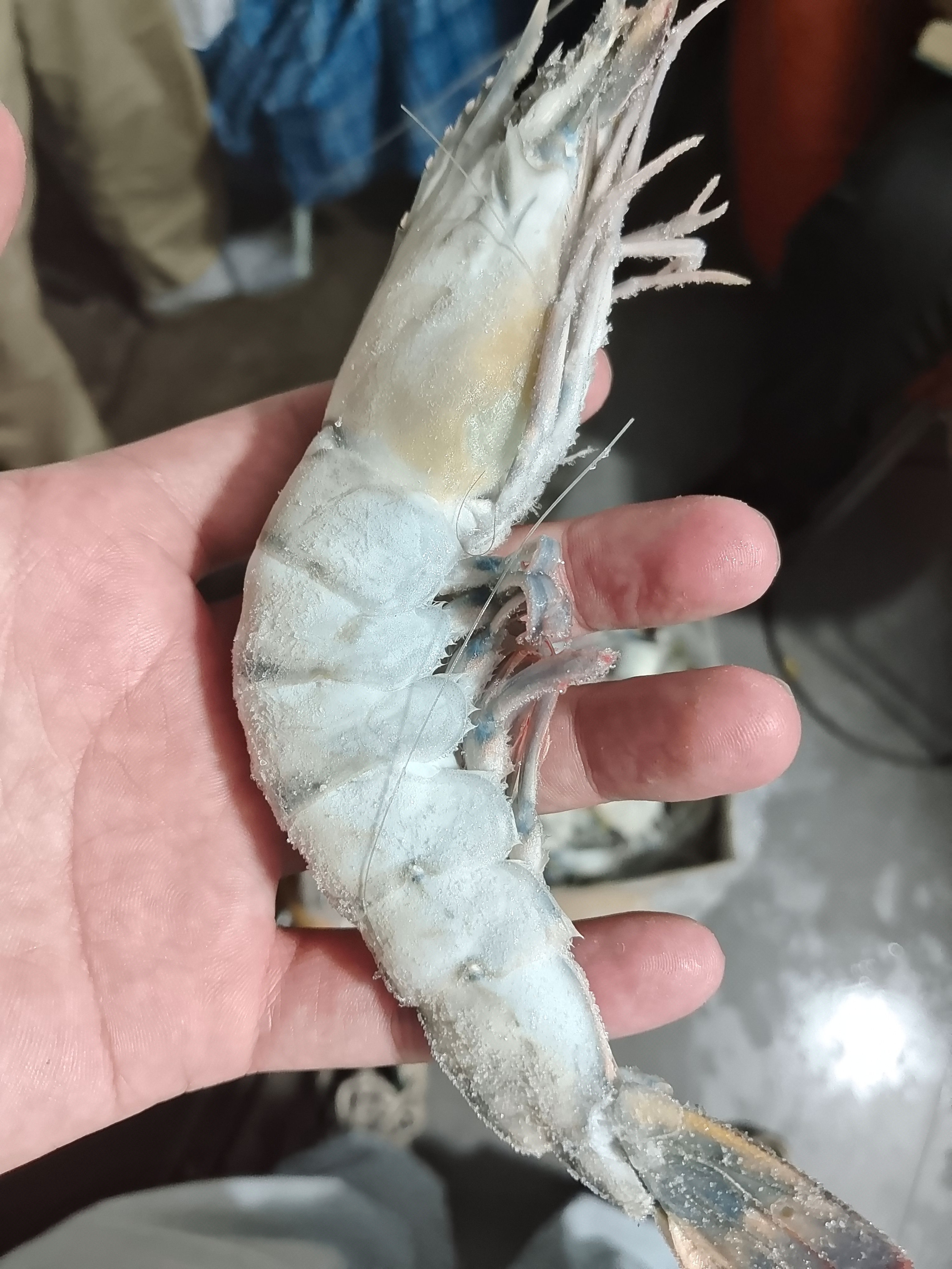 性价比草虾黑虎虾价格实惠自助餐 电商合适