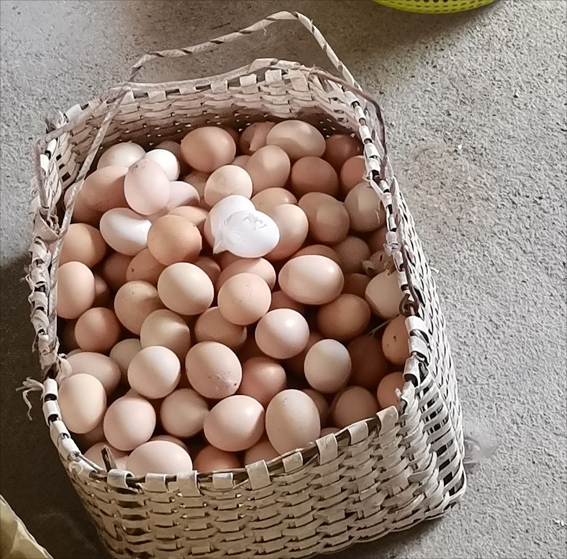 安义县散养鸡蛋
