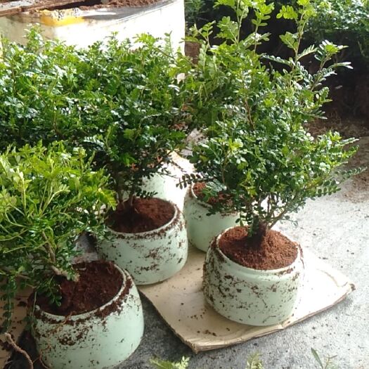 漳州清香木带盆