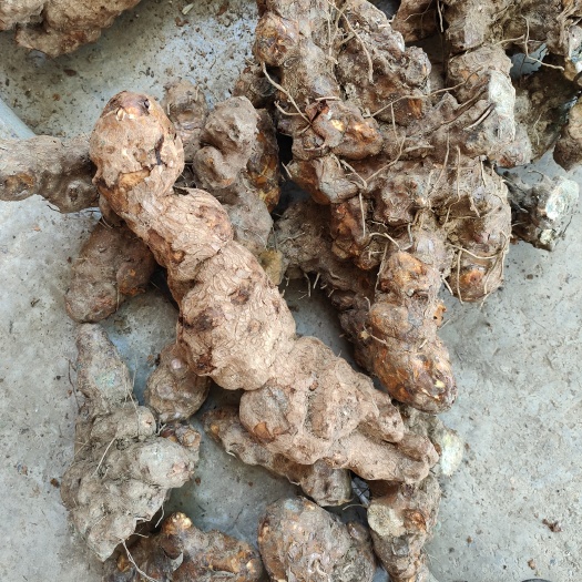 六盘水新鲜土茯苓白肉粉质甘甜不苦，煲汤安逸