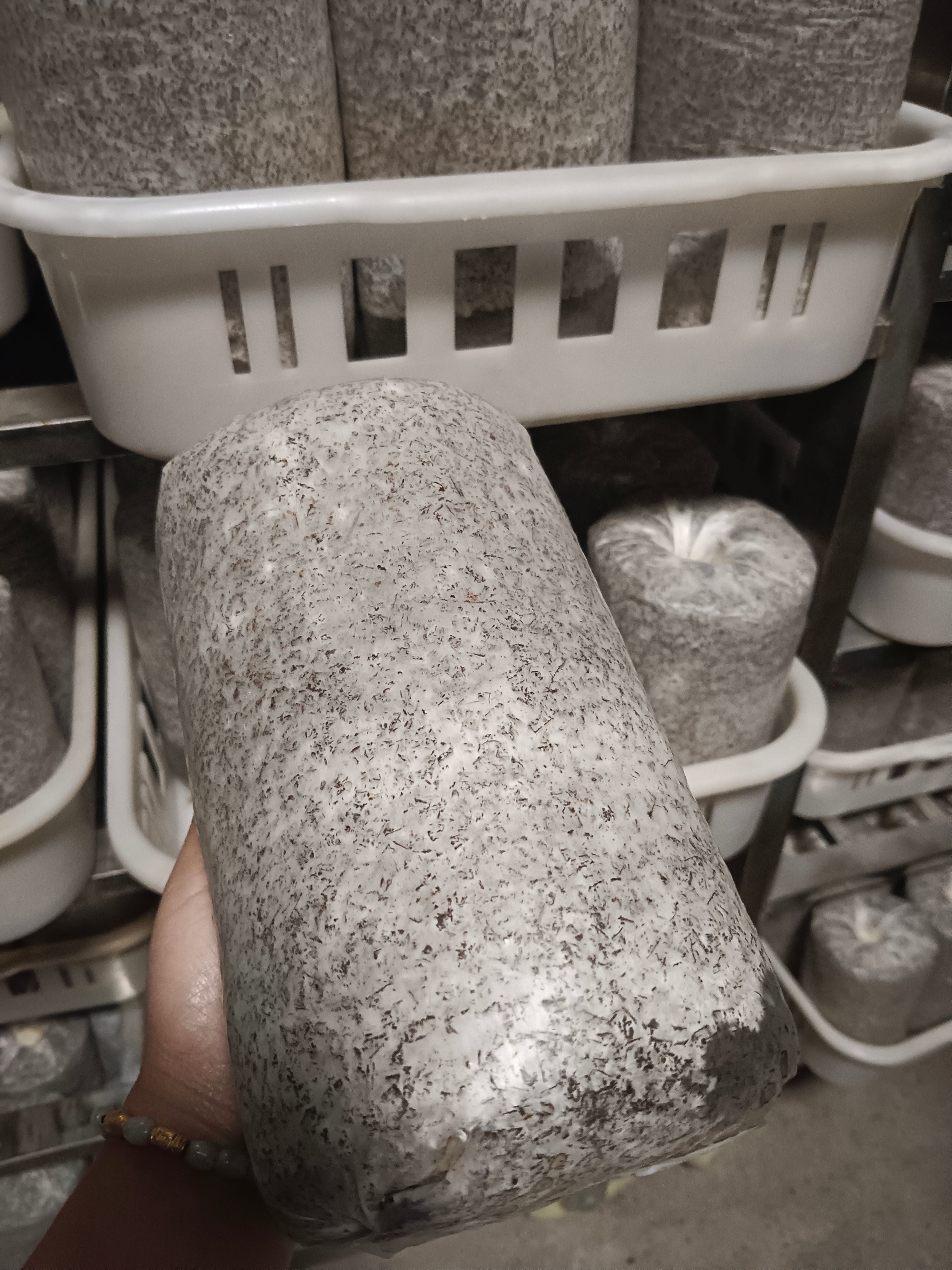 窝口灵芝大量供应。适合夏季的产品