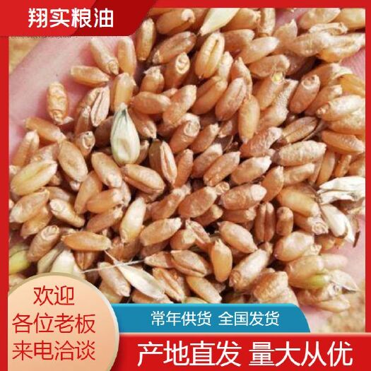 镇平县白麦  出售2021年优质新小麦