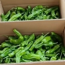 麻城市湖北省麻城市大棚种植薄皮椒