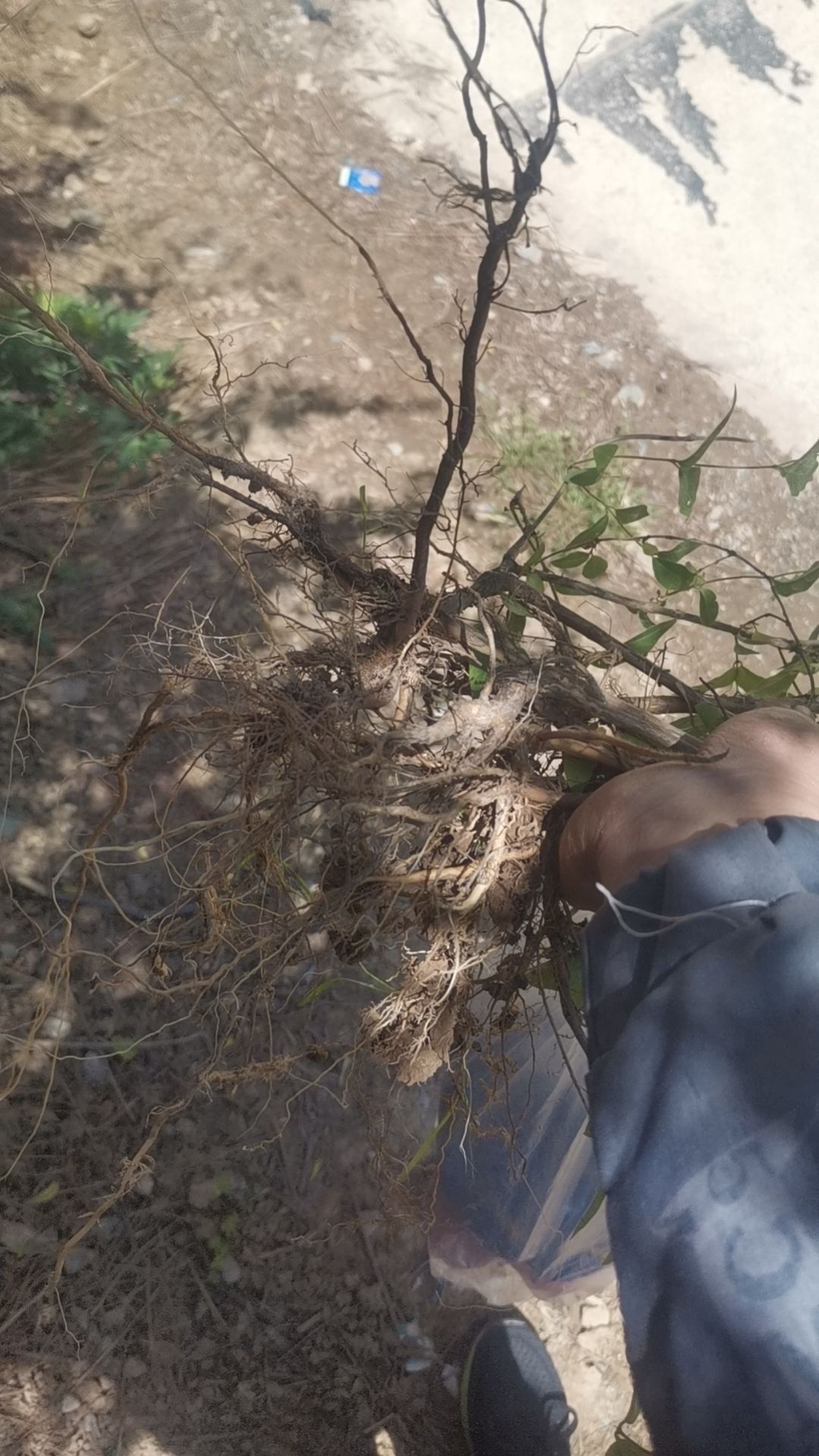 杈把果树苗羊奶奶苗爱心果苗相思果健身果树苗