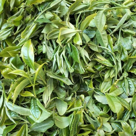 昆明云南白茶，看起来有点像枯叶。不过喝起来特别好喝，香甜、蜜香